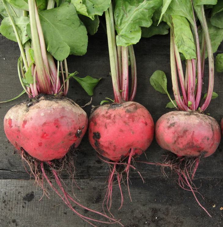 Rózsaszínű béta elit csávázatlan