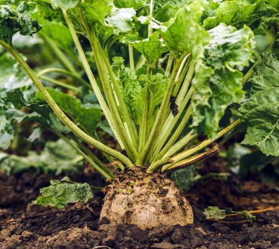 Bioseed1 Sweety elit csávázatlan