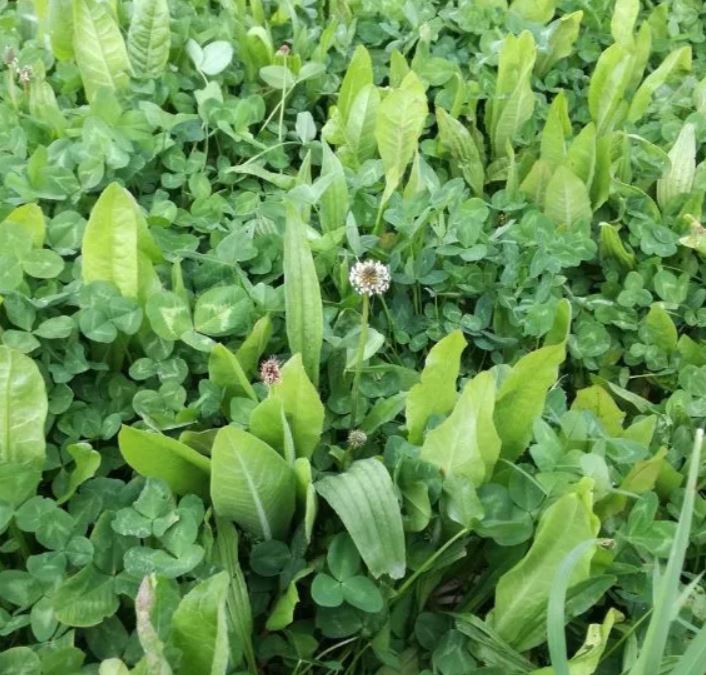 Cikória csávázatlan