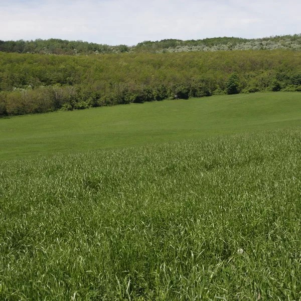 Cerote tetraploid csávázatlan