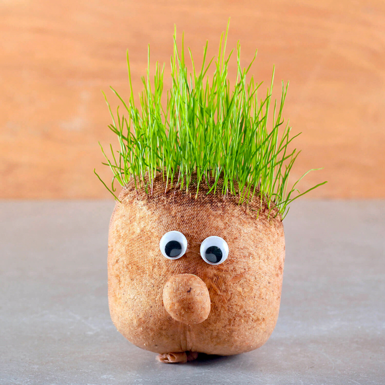 Fűfej csávázatlan