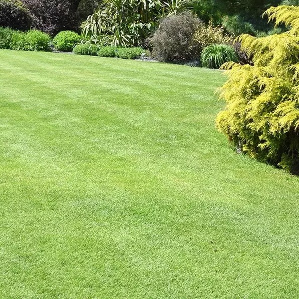 Pázsit Savaria csávázatlan