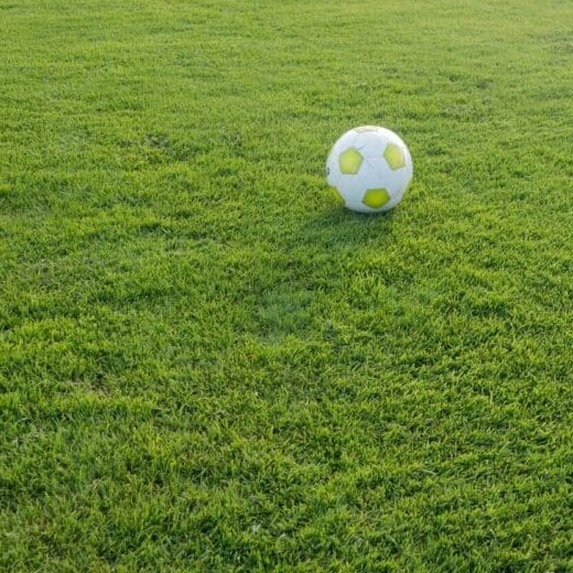 Sport Savaria csávázatlan