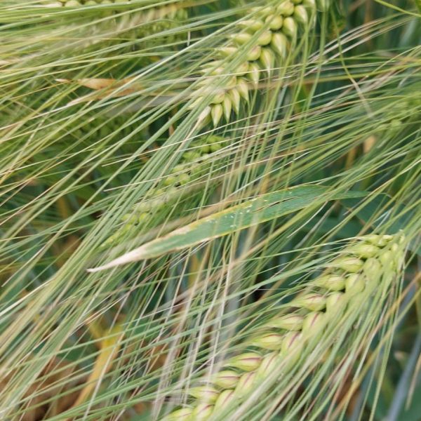 MH Irén csávázott II. fok