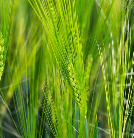 Aliéron csávázatlan I. fok