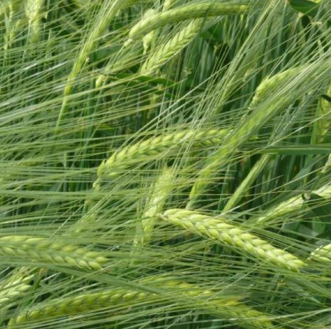 GK Fanfár csávázott II. fok