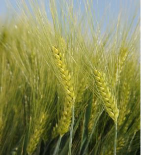 KWS Meridian csávázatlan II. fok