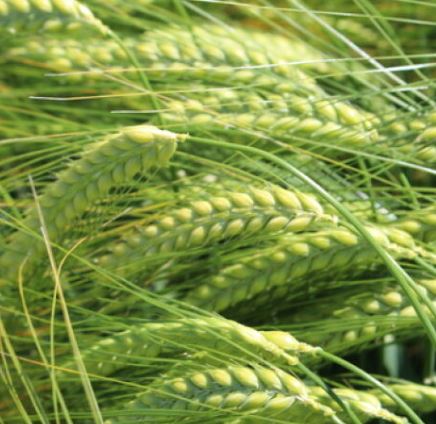 Livada Plusz csávázott+stimulátor II. fok