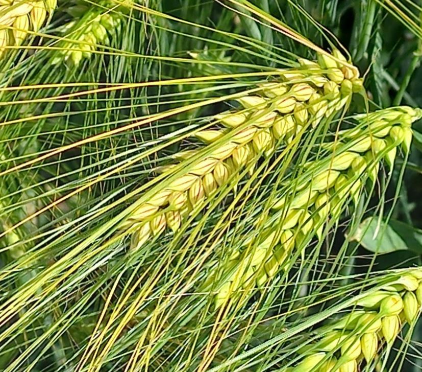 Rendace csávázott II. fok