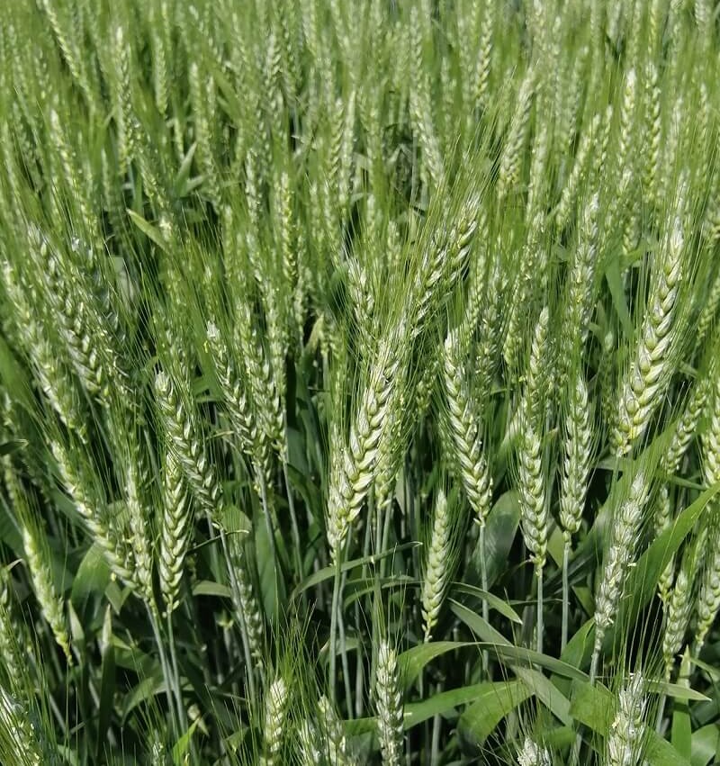 Teuto csávázott II. fok