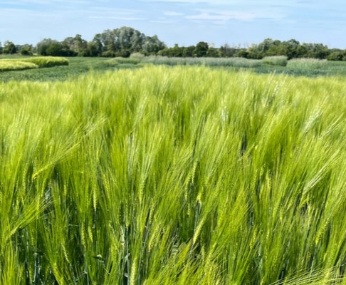 SU Lucie csávázott+stimulátor I. fok