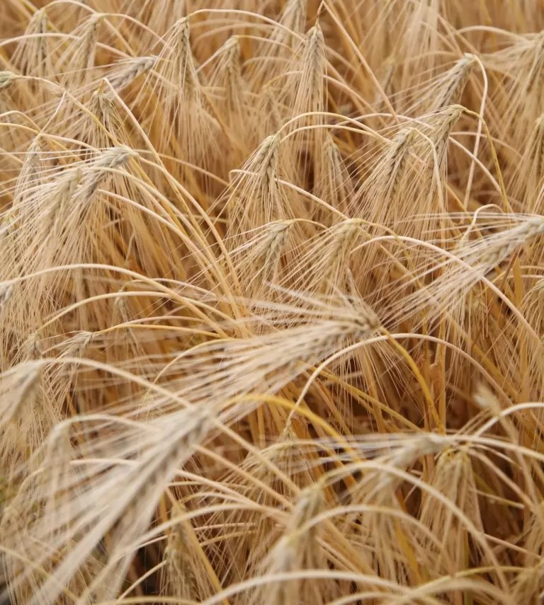 Senta csávázott II. fok