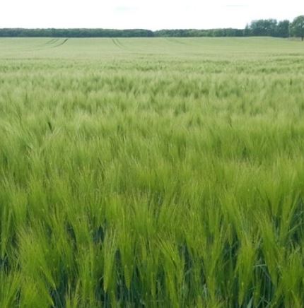 Sevilla Plusz Special csávázott+stimulátor II. fok