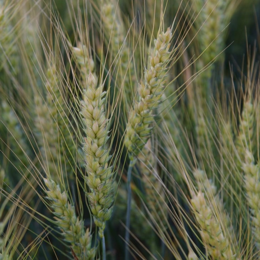 IS Bellevue csávázott II. fok