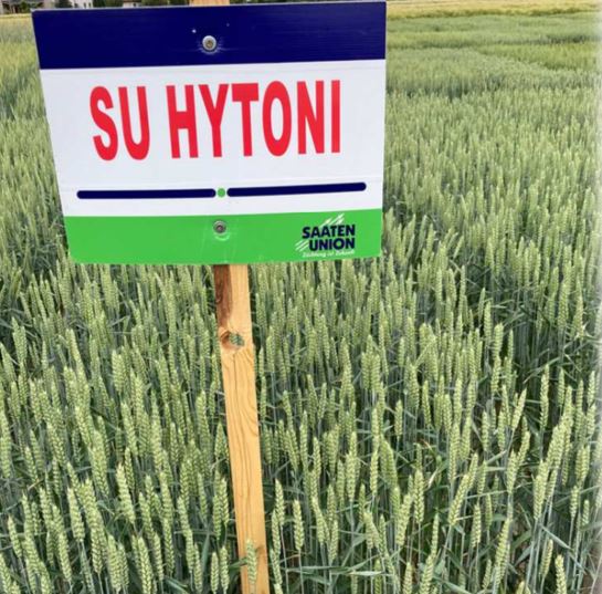 SU Hytoni csávázott+stimulátor hibrid