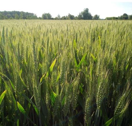 AG Hurem csávázott II. fok