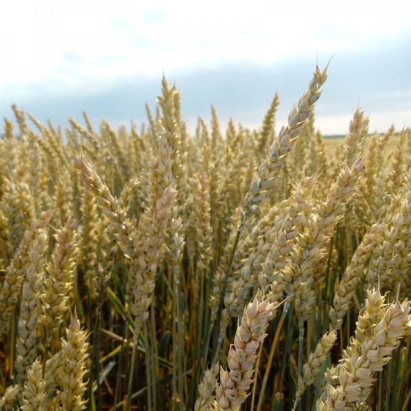 IS Amisco csávázott+stimulátor II. fok