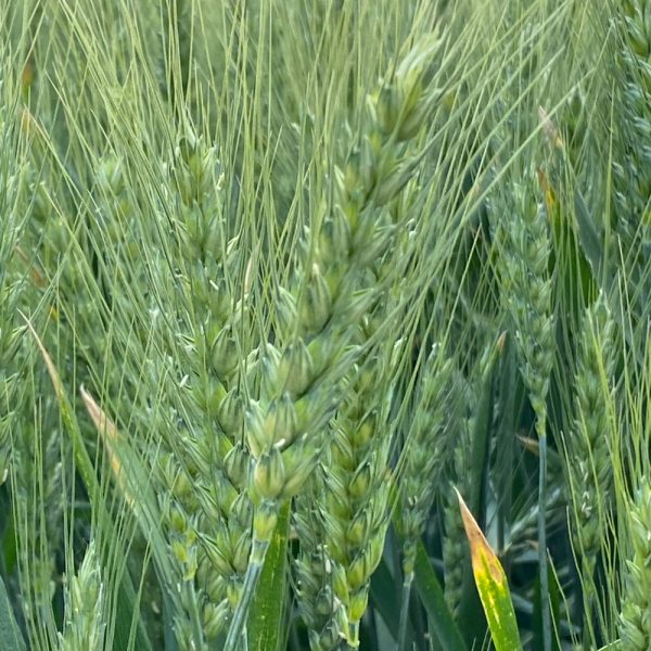 Algeri csávázott II. fok