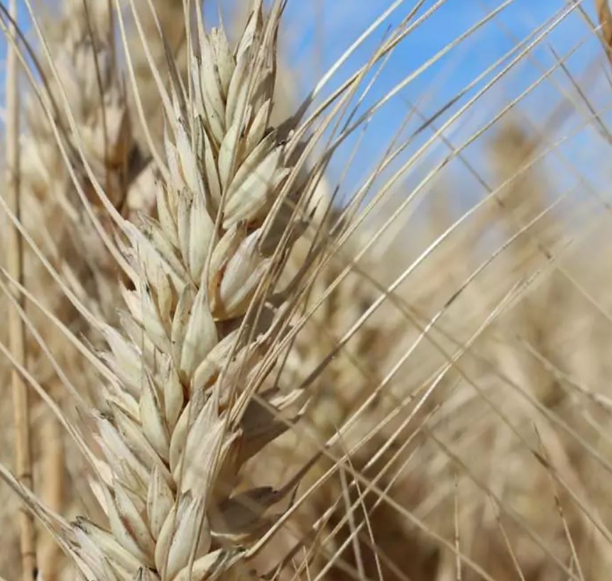 Fantomas csávázott II. fok