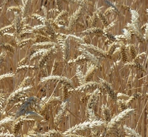 GK Hortobágy csávázott II. fok