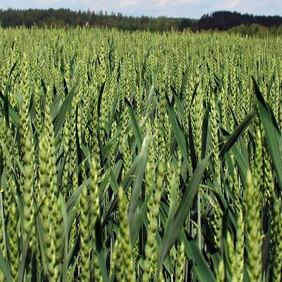 GK Magvető csávázott II. fok