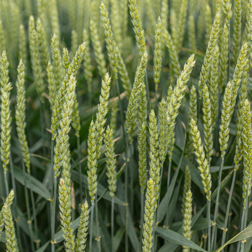 KWS Sphere csávázott II. fok