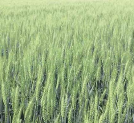 LD Chaine csávázott II. fok