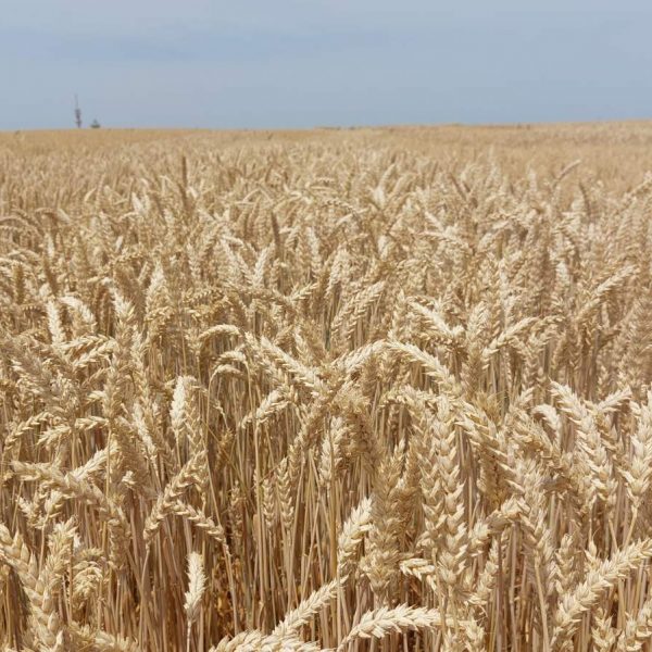 IS Sorello csávázott II. fok