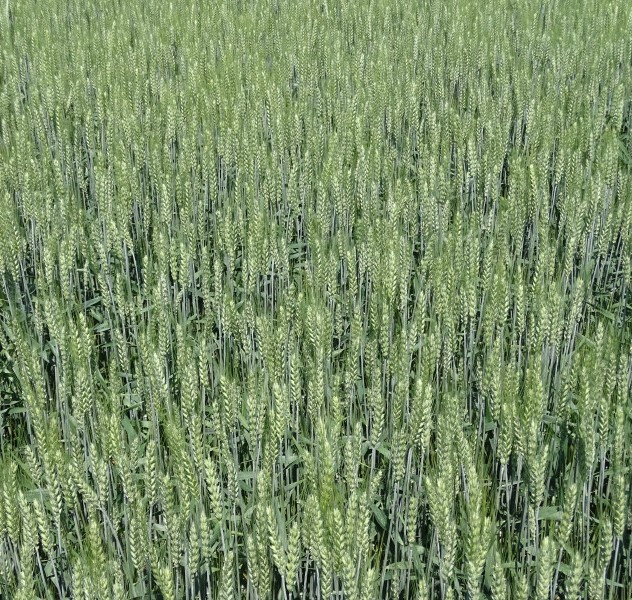 Balzac csávázott II. fok