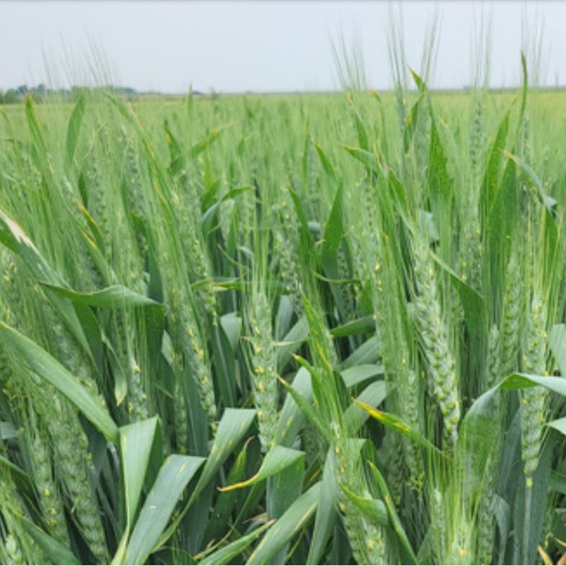 Ekonom csávázott II. fok