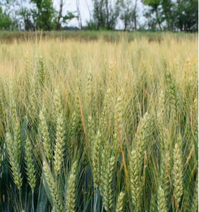 GK Torontál csávázott II. fok