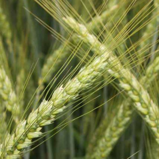 KWS Carusum csávázott II. fok