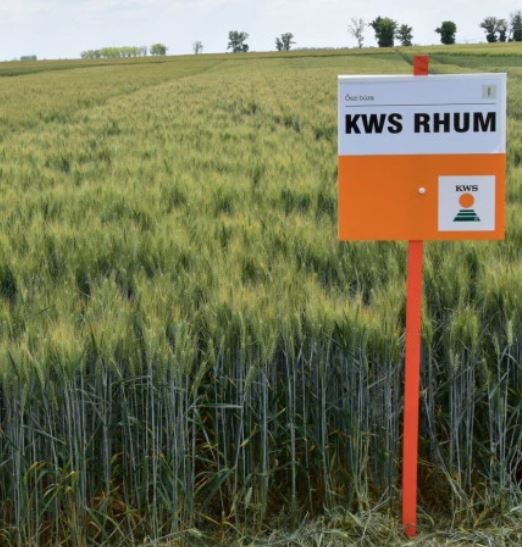 KWS Rhum csávázott II. fok