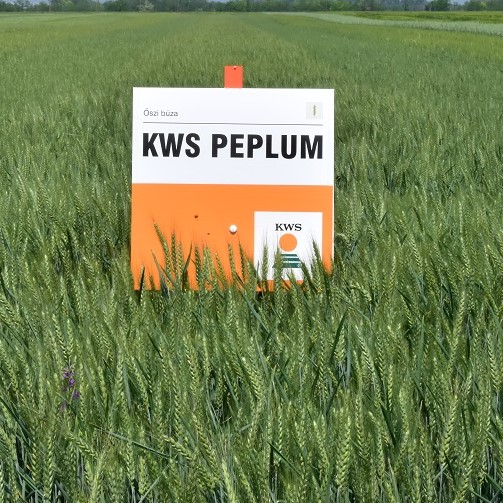 KWS Peplum csávázott II. fok