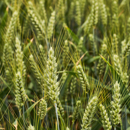 KWS Ultim csávázott II. fok