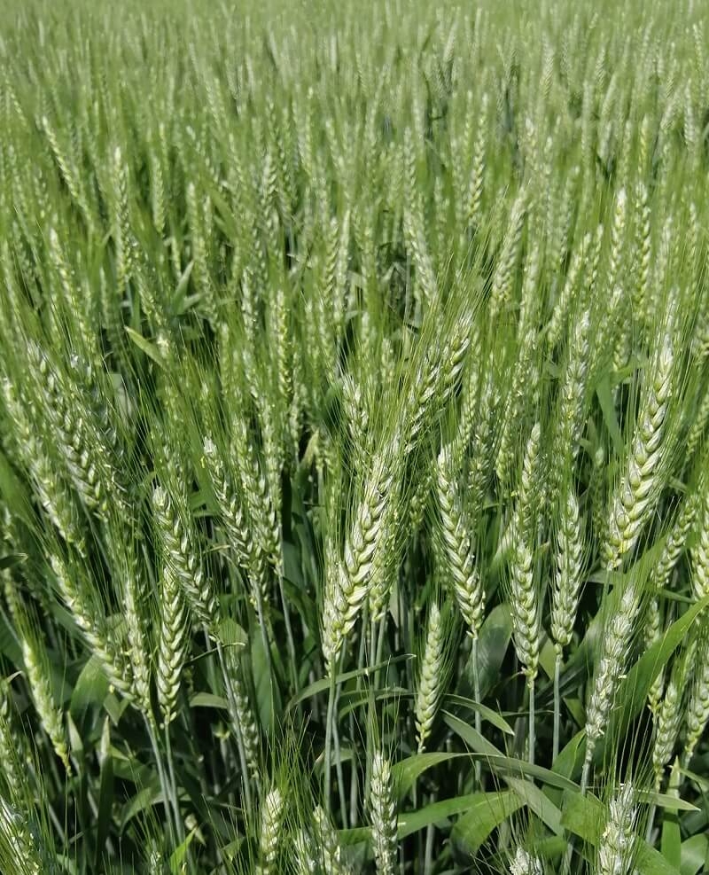 IS Primator csávázott II. fok