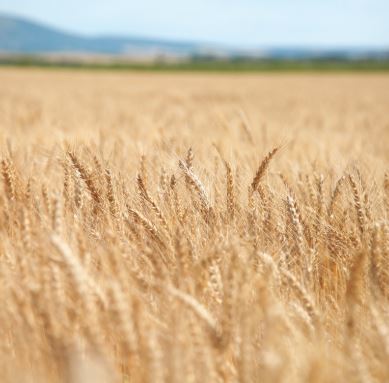 Camillus csávázott II. fok