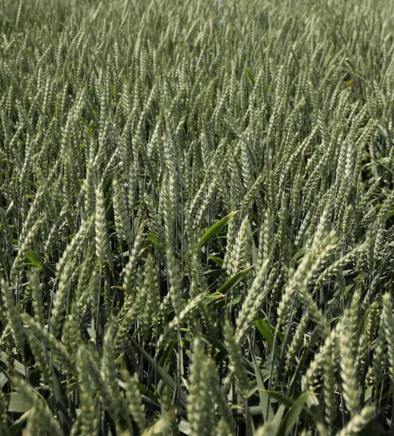 Leonidus csávázott II. fok