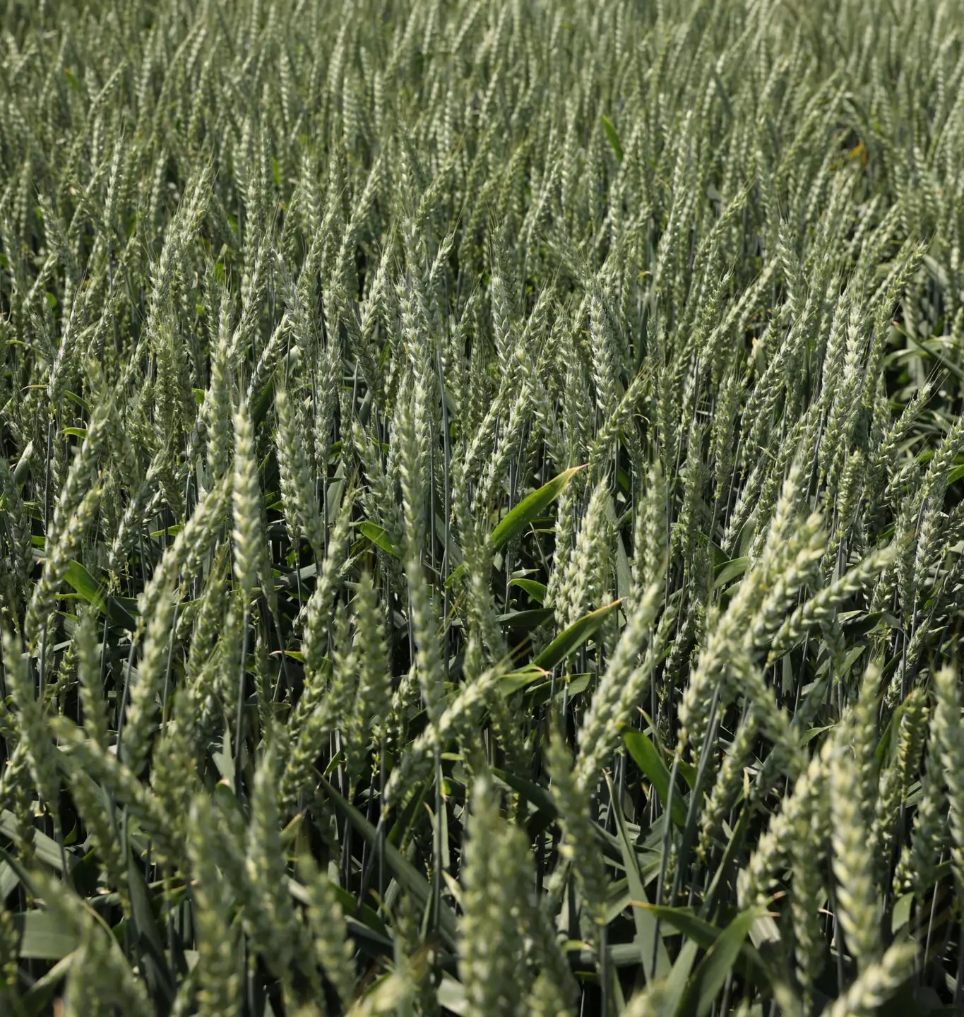 Saratus csávázott II. fok