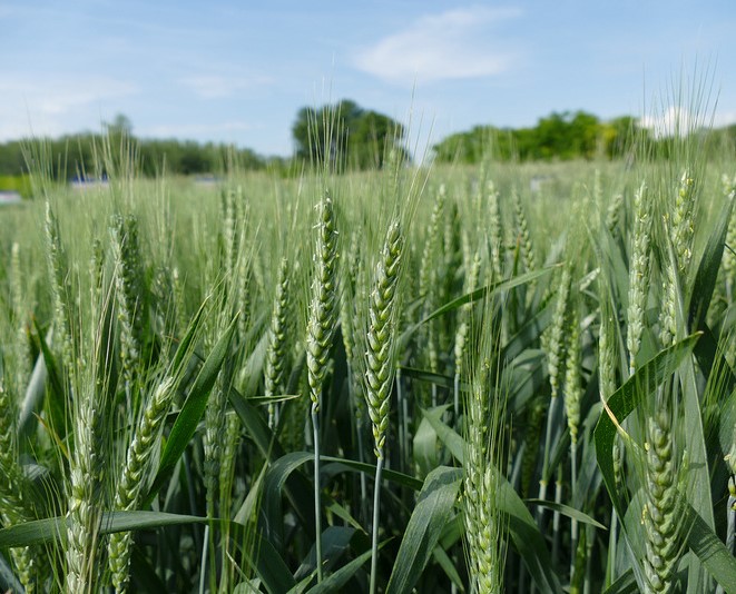 SU Exsal csávázott II. fok