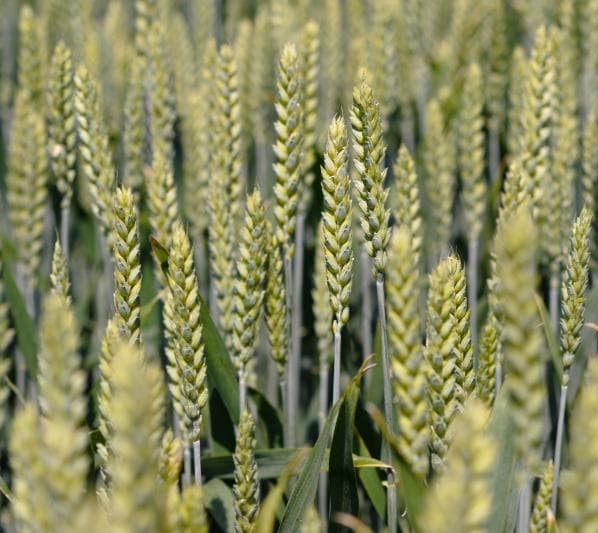 Shrek csávázott II. fok