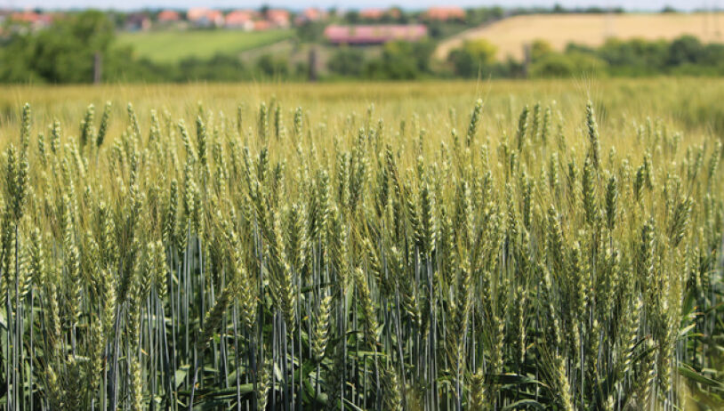Zampano Plusz csávázott+stimulátor II. fok