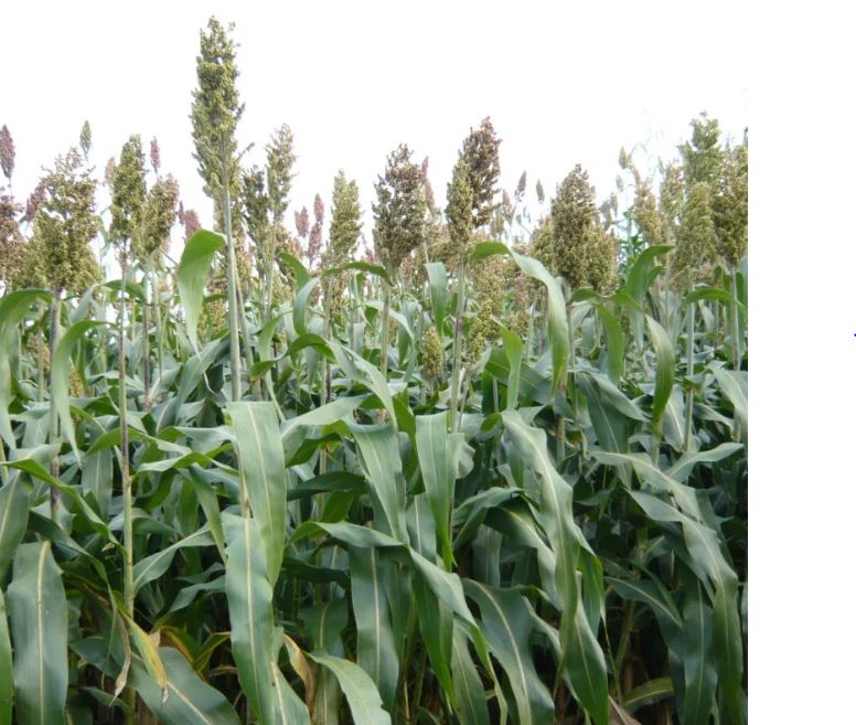 Zumba BMR csávázatlan