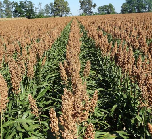 GK Ilona csávázott