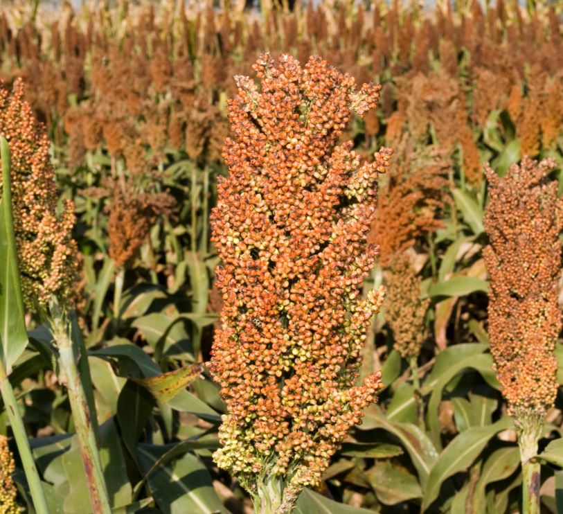 KWS Heimdall Initio Hydro+ Antidótummal csávázott+stimulátor