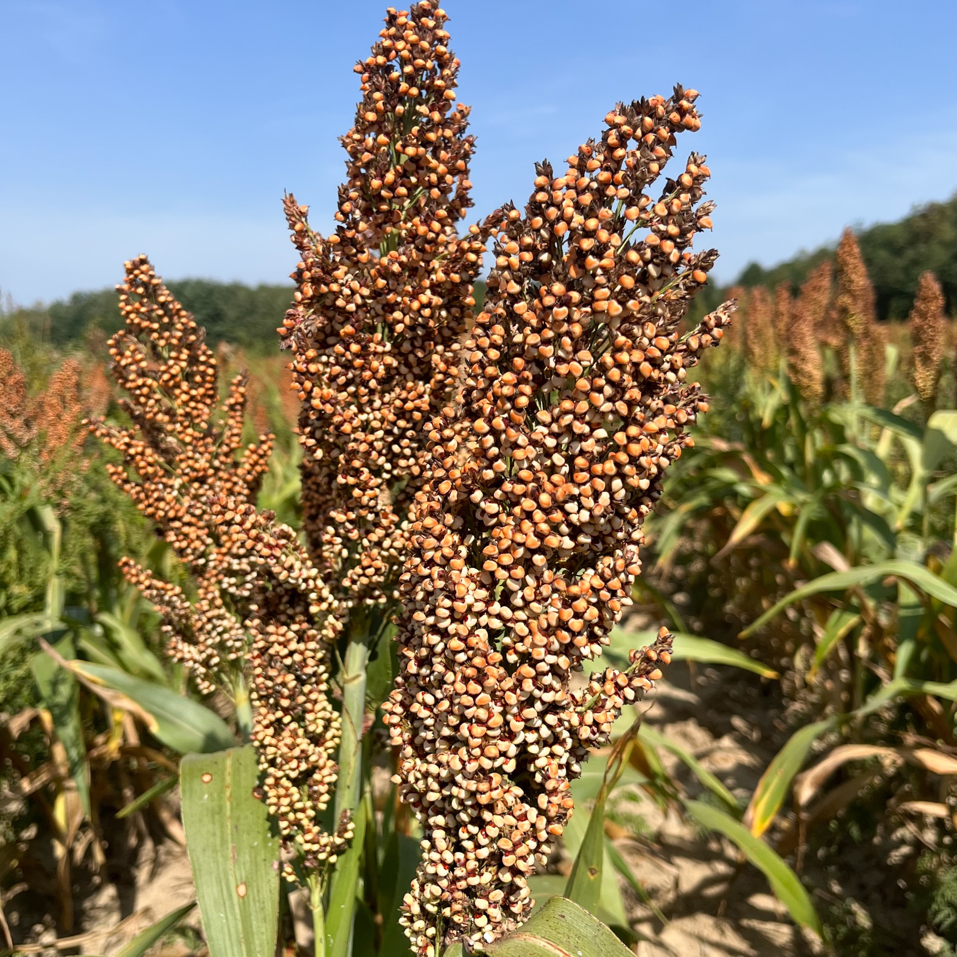 KWS Rubinus Initio Hydro+ Antidótummal csávázott+stimulátor