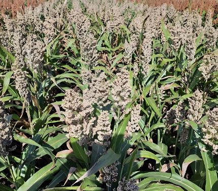 RGT Icebergg Antidótummal csávázott