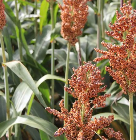 RGT Porthos Antidótummal csávázott