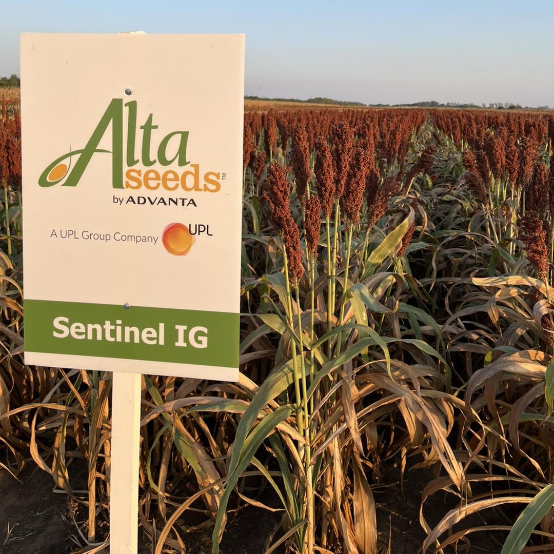 Sentinel IG csávázott