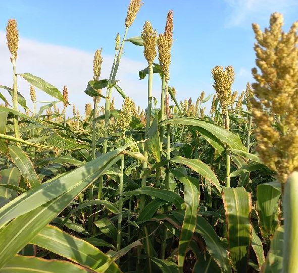 Big Texan BMR csávázatlan